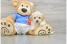 Adorable Bichpoo Poodle Mix Puppy