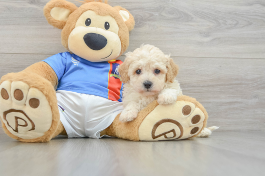 Adorable Bichpoo Poodle Mix Puppy