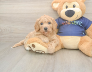 8 week old Poochon Puppy For Sale - Florida Fur Babies