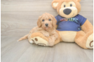 Hypoallergenic Bichpoo Poodle Mix Puppy