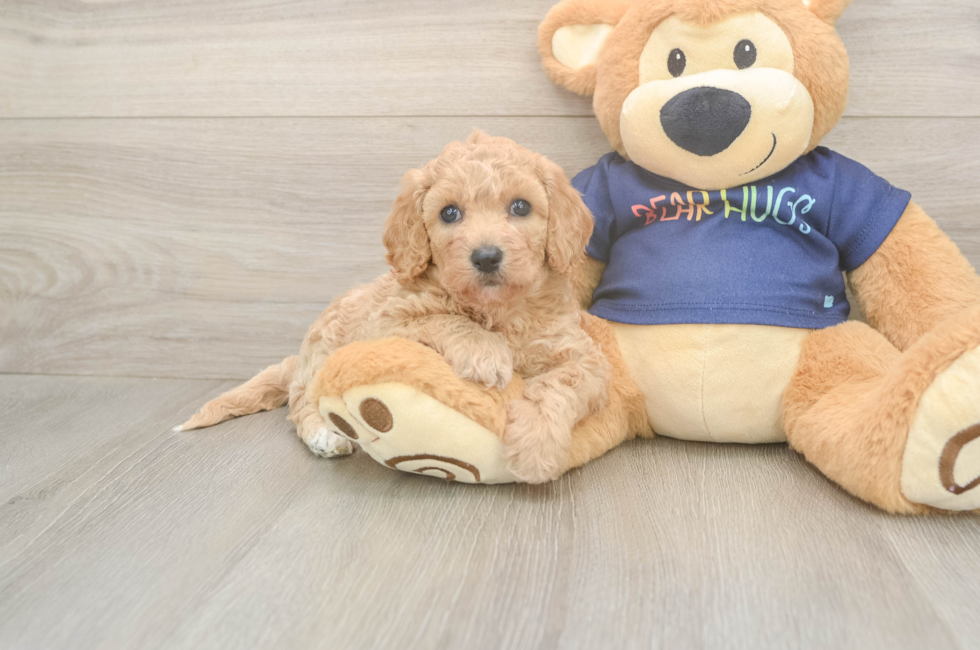 5 week old Poochon Puppy For Sale - Florida Fur Babies