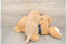 Sweet Poochon Baby