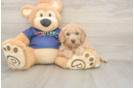 Petite Poochon Poodle Mix Pup