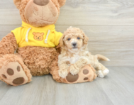 7 week old Poochon Puppy For Sale - Florida Fur Babies