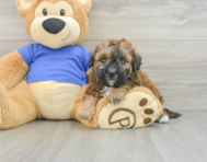 7 week old Poochon Puppy For Sale - Florida Fur Babies