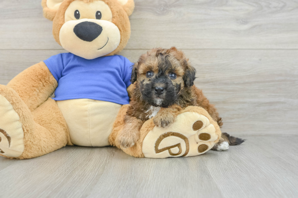 5 week old Poochon Puppy For Sale - Florida Fur Babies