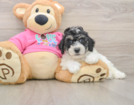 5 week old Poochon Puppy For Sale - Florida Fur Babies