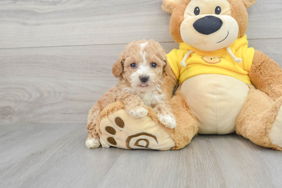 Little Bichpoo Poodle Mix Puppy