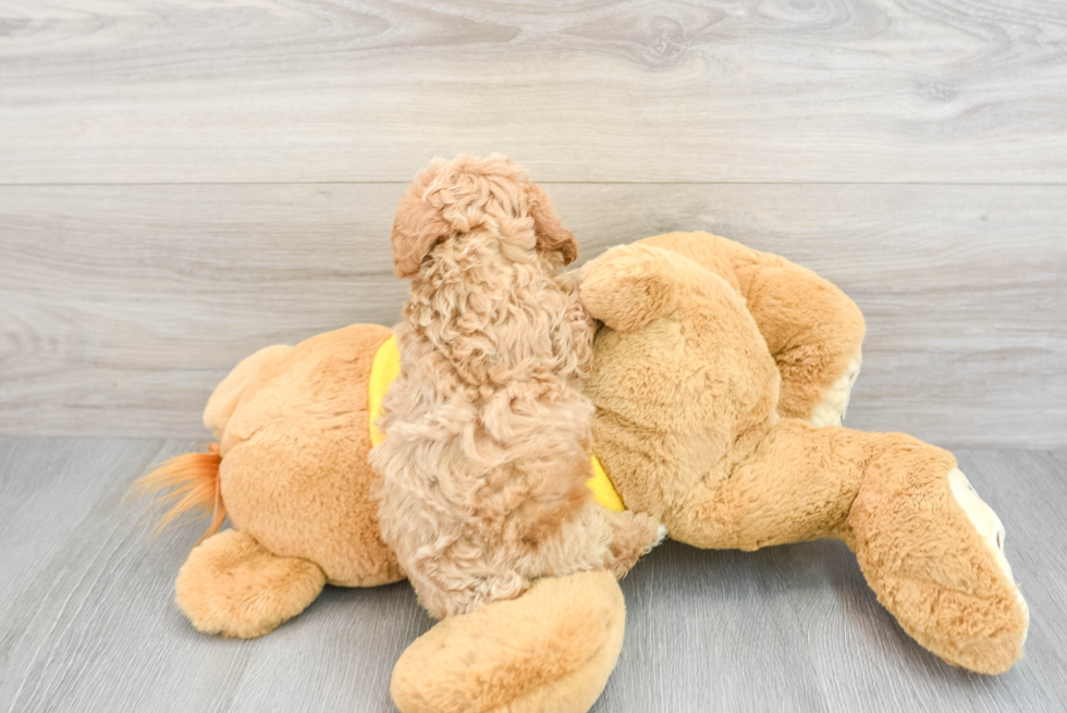 Best Poochon Baby