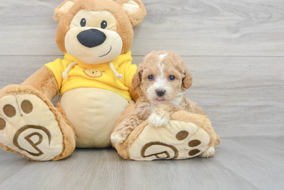 Poochon Pup Being Cute