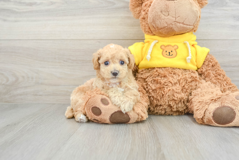 Little Bichpoo Poodle Mix Puppy