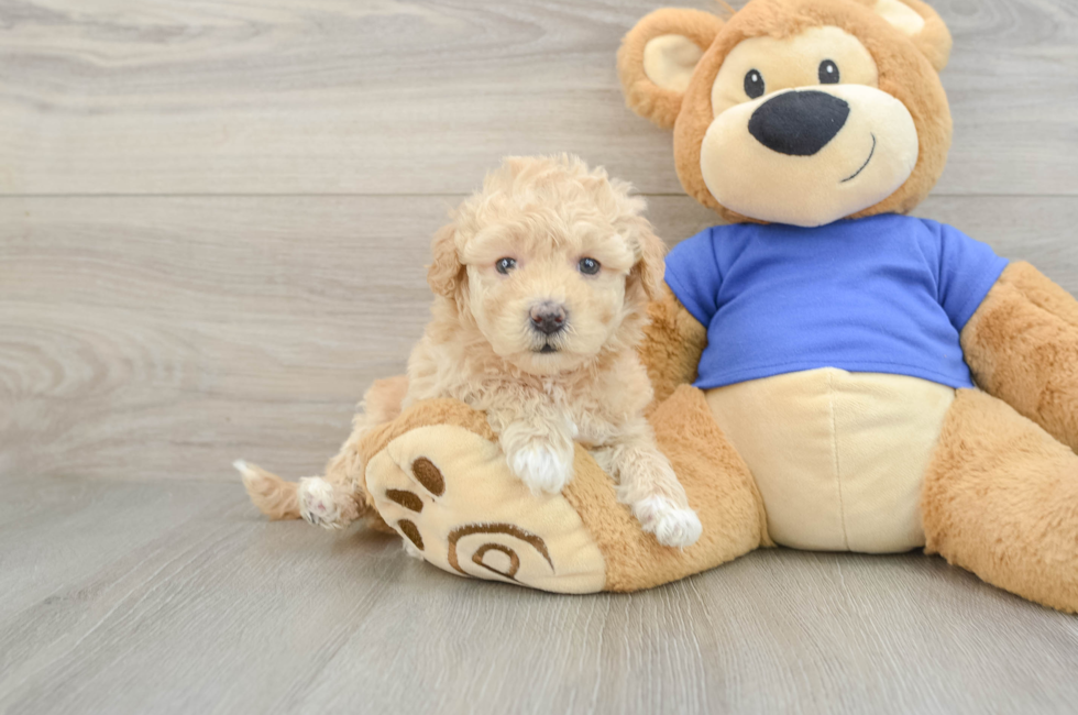5 week old Poochon Puppy For Sale - Florida Fur Babies