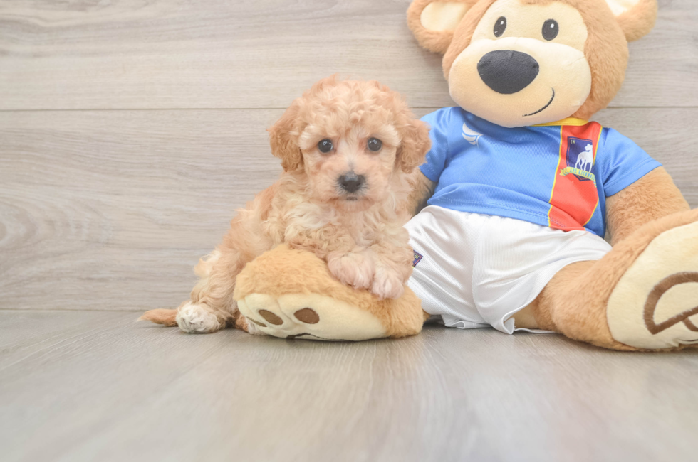 6 week old Poochon Puppy For Sale - Florida Fur Babies