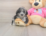 7 week old Poochon Puppy For Sale - Florida Fur Babies