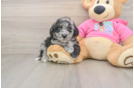 Hypoallergenic Bichpoo Poodle Mix Puppy