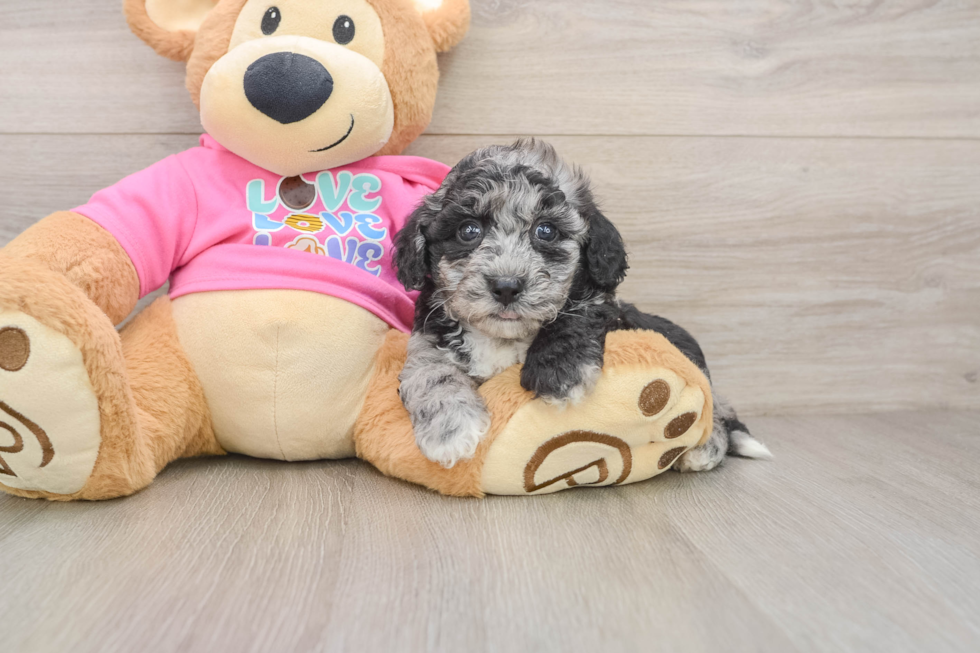 Little Bichpoo Poodle Mix Puppy