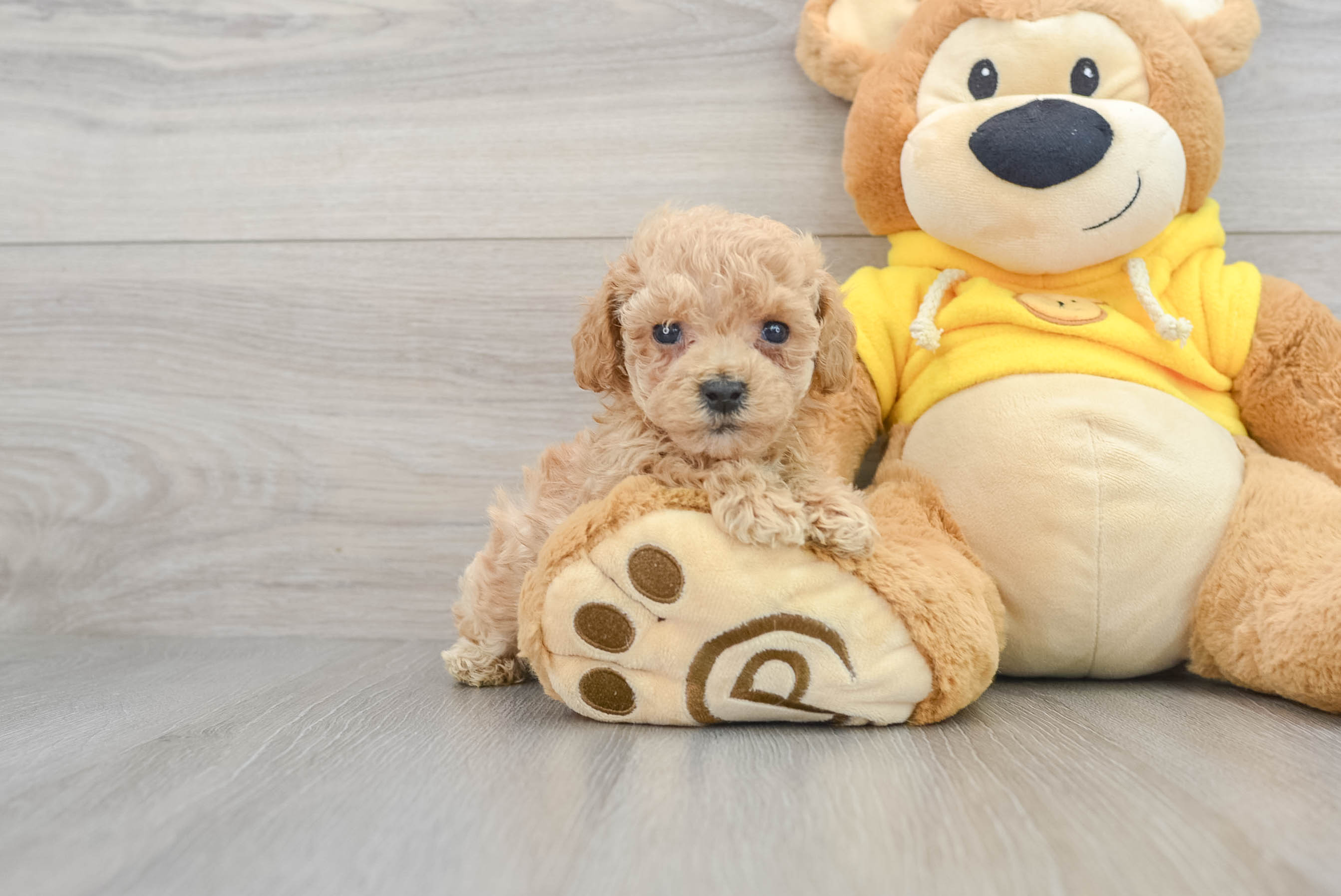 Teddy bear outlet poodle mix