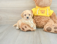 6 week old Poochon Puppy For Sale - Florida Fur Babies