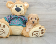 6 week old Poochon Puppy For Sale - Florida Fur Babies