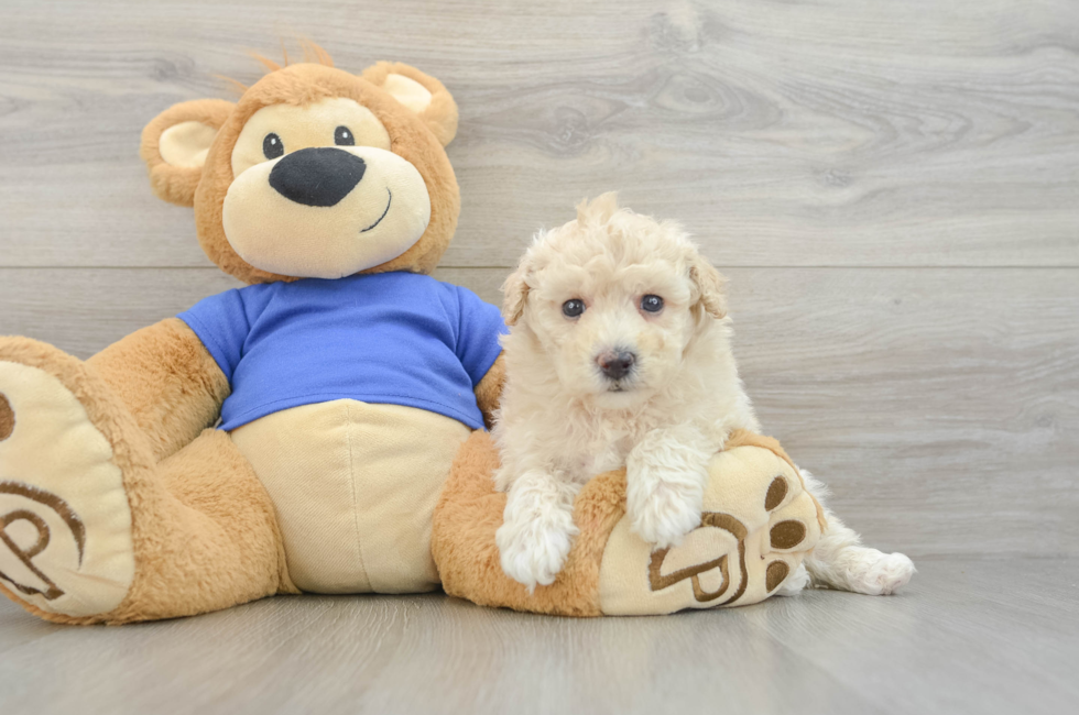 5 week old Poochon Puppy For Sale - Florida Fur Babies