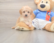 8 week old Poochon Puppy For Sale - Florida Fur Babies