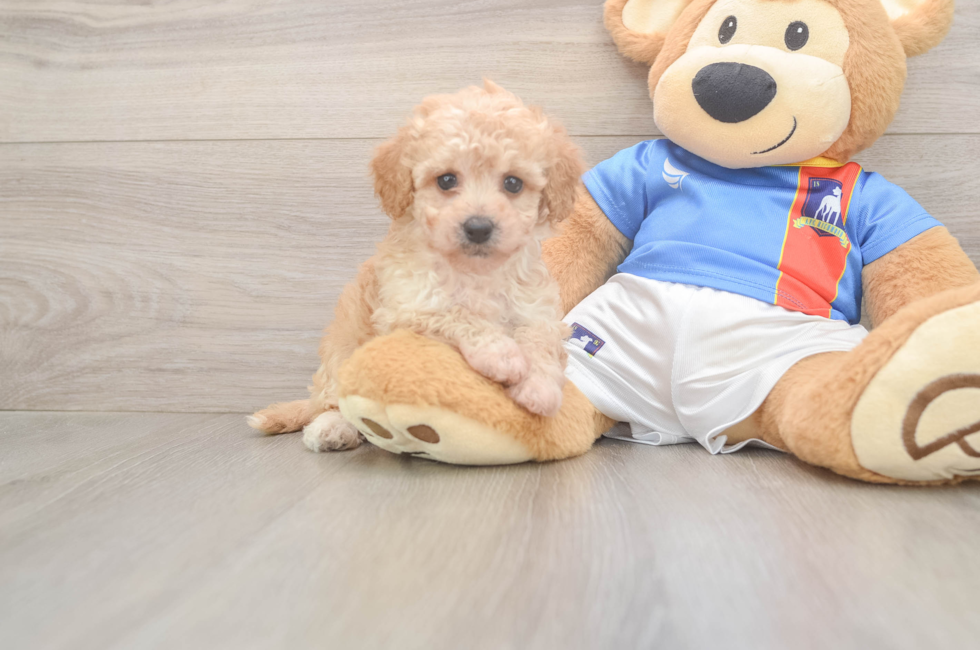 6 week old Poochon Puppy For Sale - Florida Fur Babies