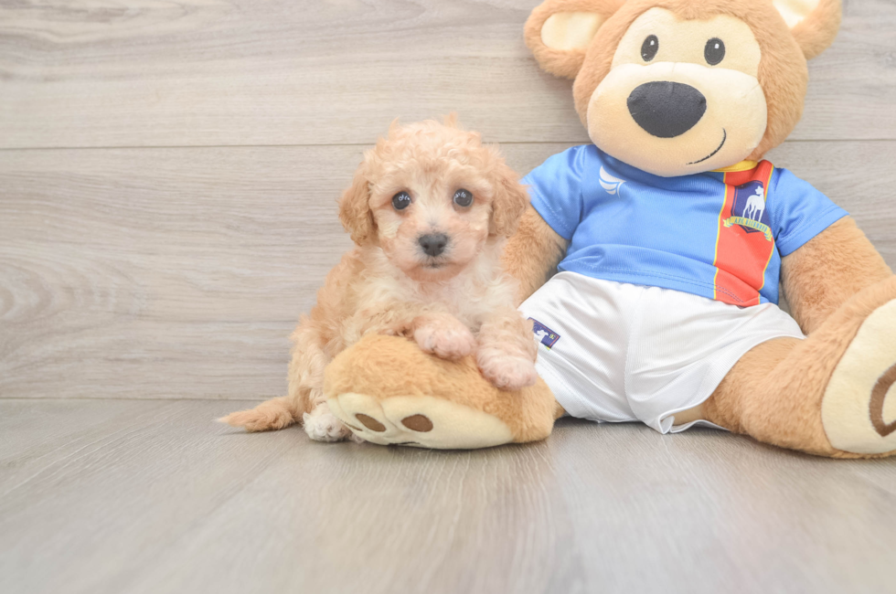 6 week old Poochon Puppy For Sale - Florida Fur Babies
