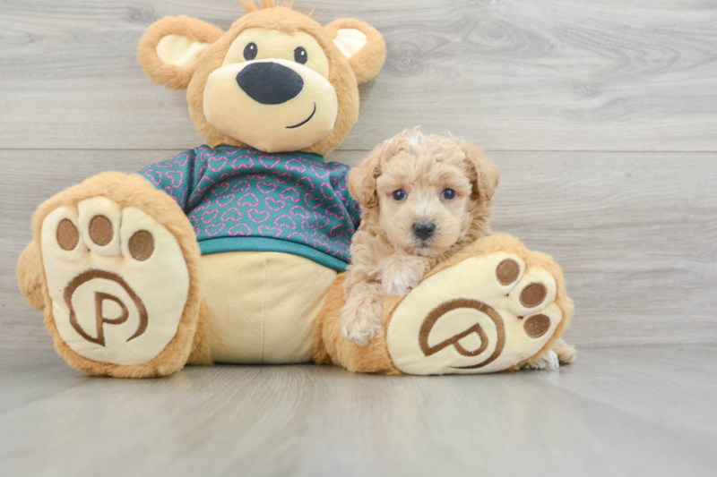 Meet Kodiak - our Poochon Puppy Photo 3/3 - Florida Fur Babies