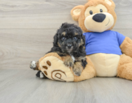5 week old Poochon Puppy For Sale - Florida Fur Babies