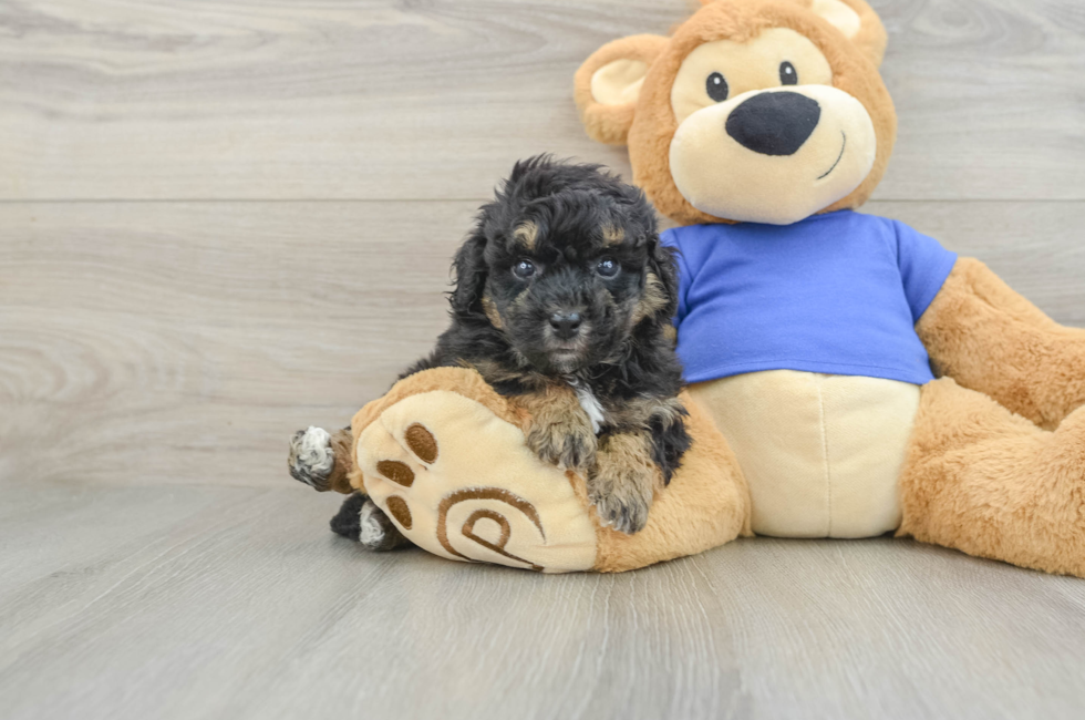5 week old Poochon Puppy For Sale - Florida Fur Babies