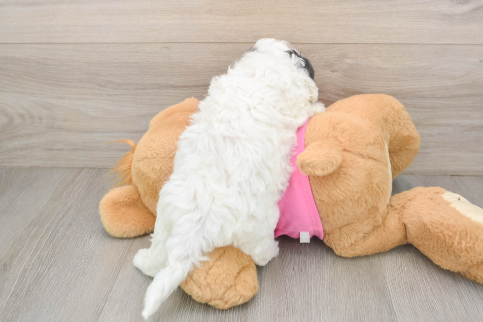 Best Poochon Baby