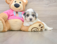 6 week old Poochon Puppy For Sale - Florida Fur Babies