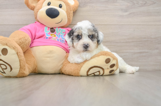 Small Poochon Baby