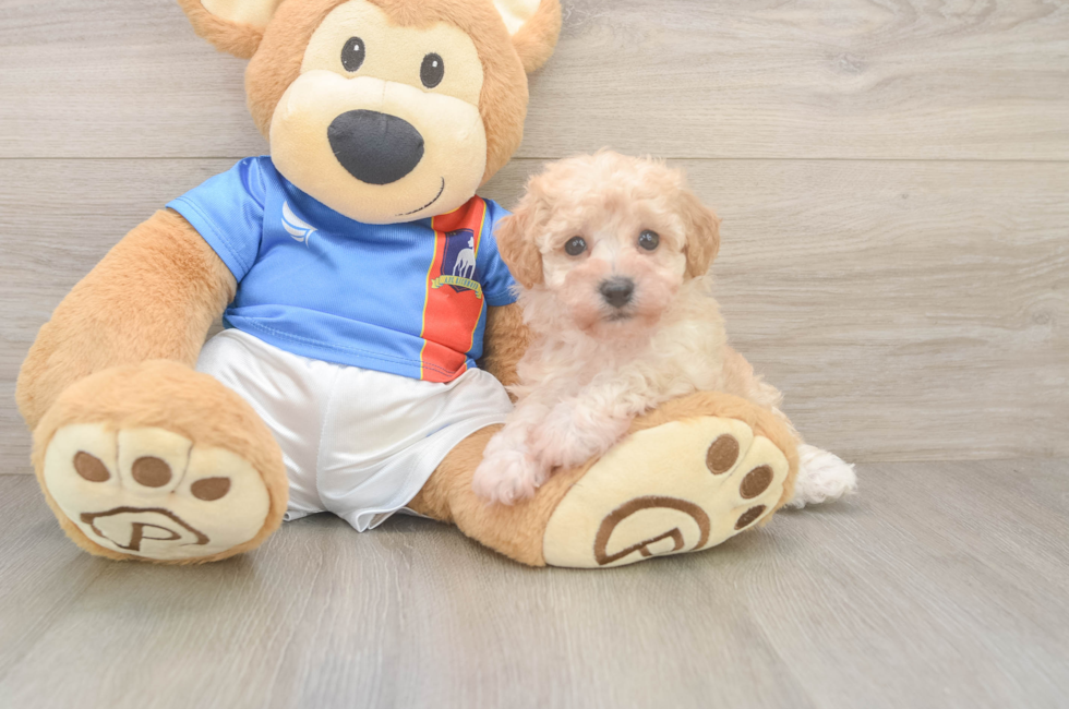 6 week old Poochon Puppy For Sale - Florida Fur Babies