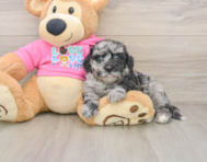 6 week old Poochon Puppy For Sale - Florida Fur Babies