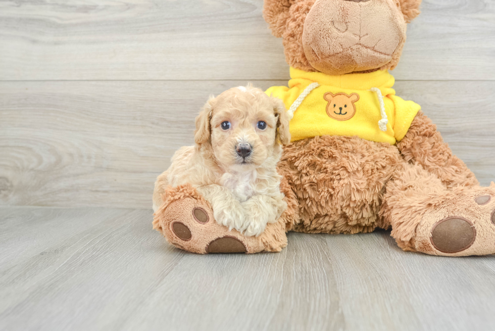 Little Bichpoo Poodle Mix Puppy