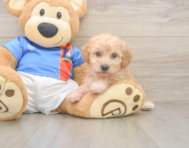 8 week old Poochon Puppy For Sale - Florida Fur Babies