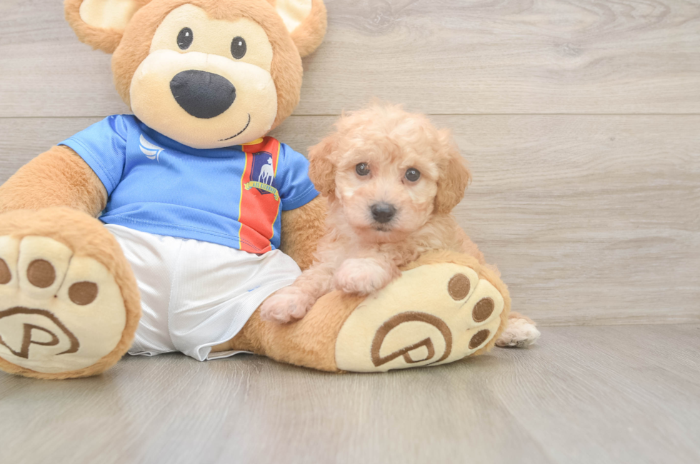 6 week old Poochon Puppy For Sale - Florida Fur Babies
