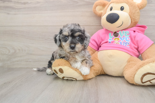 Poochon Pup Being Cute