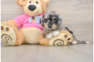 Best Poochon Baby