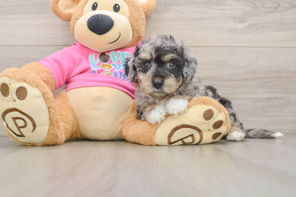 Best Poochon Baby
