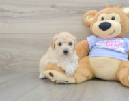 5 week old Poochon Puppy For Sale - Florida Fur Babies