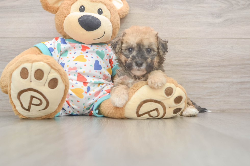 5 week old Poochon Puppy For Sale - Florida Fur Babies