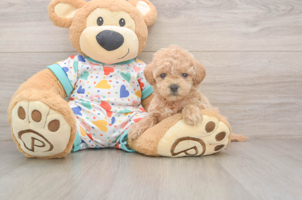 6 week old Poochon Puppy For Sale - Florida Fur Babies
