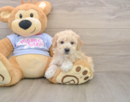 5 week old Poochon Puppy For Sale - Florida Fur Babies