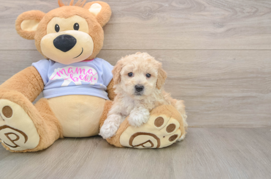 Poochon Pup Being Cute