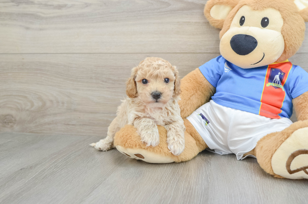 6 week old Poochon Puppy For Sale - Florida Fur Babies