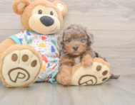 7 week old Poochon Puppy For Sale - Florida Fur Babies