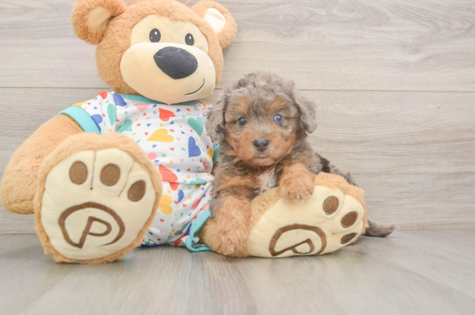 5 week old Poochon Puppy For Sale - Florida Fur Babies