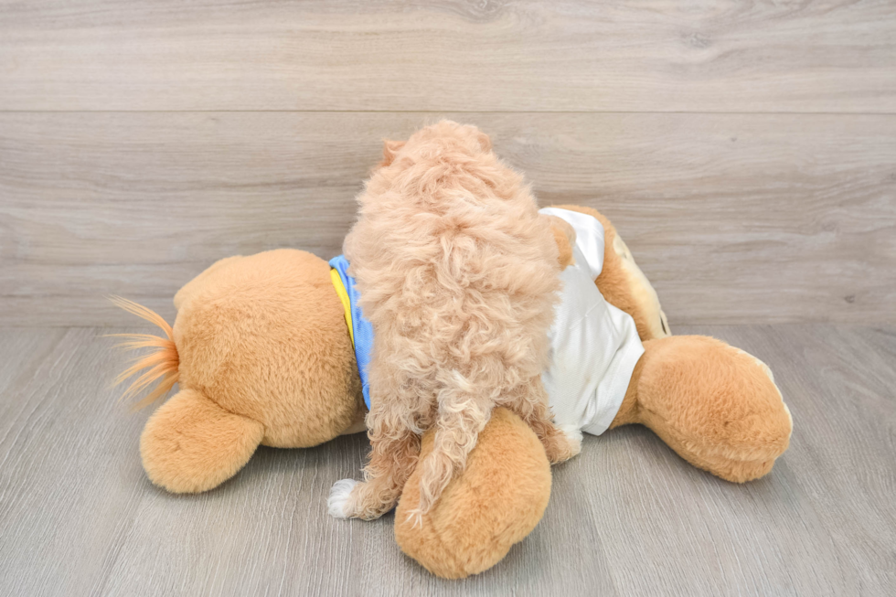 Poochon Puppy for Adoption